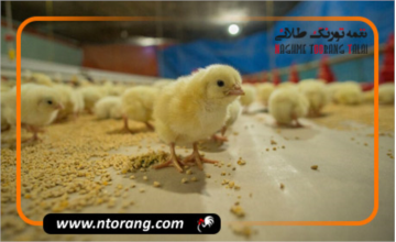 ویتامین های لازم در هفته اول پرورش جوجه گوشتی